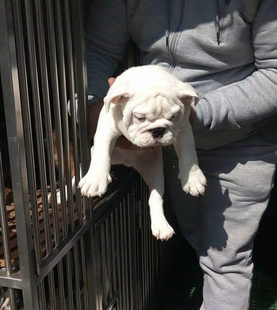 Trasporto nazionale cani da Catanzaro