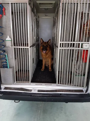 Trasporto nazionale cani da Catanzaro